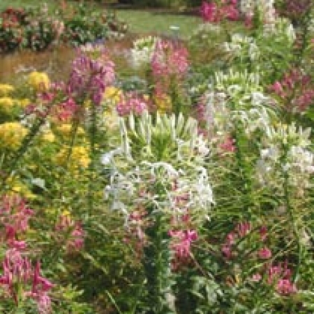 Cleome hassleriana &#039;Colour Fountain&#039;