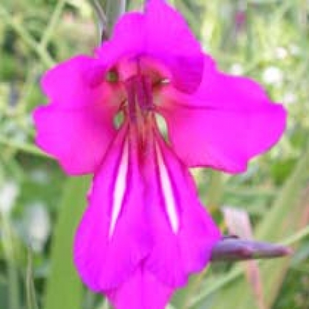 Gladiolus communis subsp. byzantinus