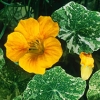 Tropaeolum majus &#039;Alaska Mixed&#039;