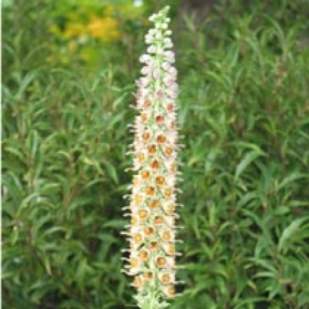 Digitalis ferruginea