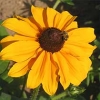 Rudbeckia hirta &#039;Rustic Dwarfs Mixed&#039;