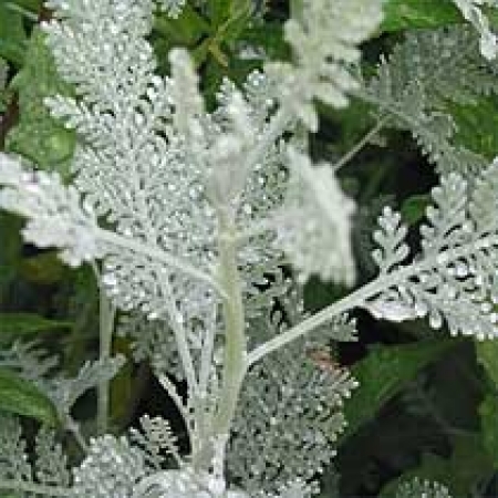 Tanacetum ptarmiciflorum