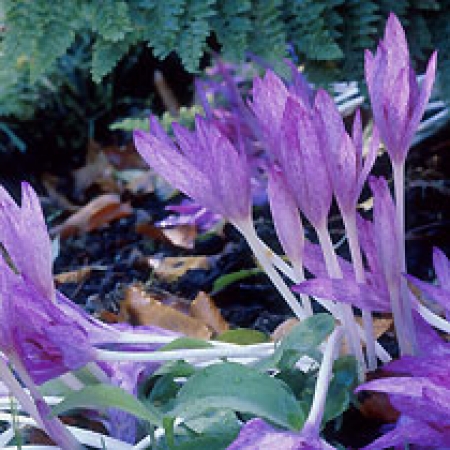 Colchicum agrippinum