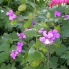 Lunaria annua