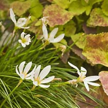 Zephyranthes candida