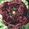 Papaver &#039;Black Paeony&#039;