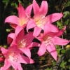 Amaryllis belladonna &#039;Johannesburg&#039;