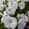 Lavatera trimestris &#039;Mont Blanc&#039;