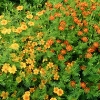 Tagetes &#039;Starfire&#039;