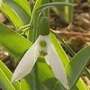 Galanthus elwesii