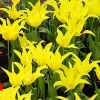 Tulipa &#039;West Point&#039;