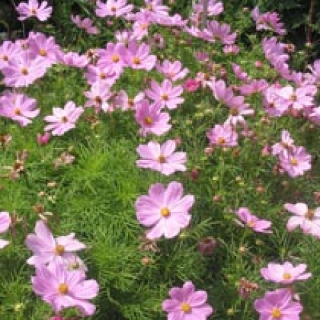 Cosmos bipinnatus &#039;Sonata Series&#039;