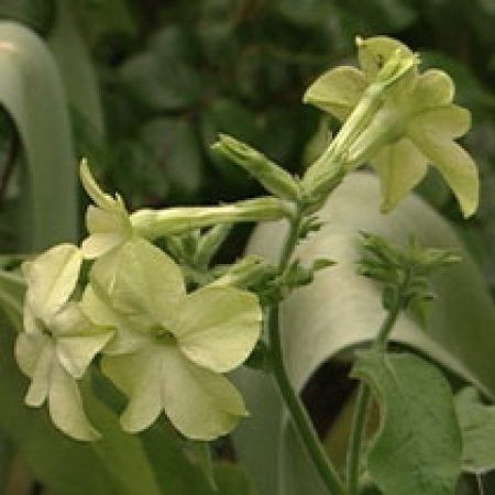 Nicotiana &#039;Lime Green&#039;