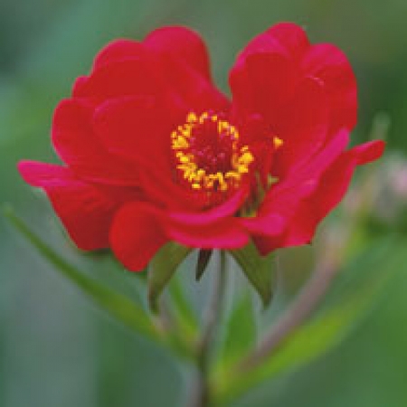 Geum chiloense &#039;Mrs J Bradshaw&#039;