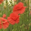 Papaver rhoeas &#039;Shirley&#039;