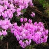 Cyclamen hederifolium