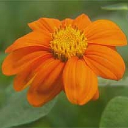 Tithonia rotundifolia