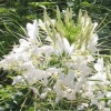 Cleome &#039;Helen Campbell&#039;