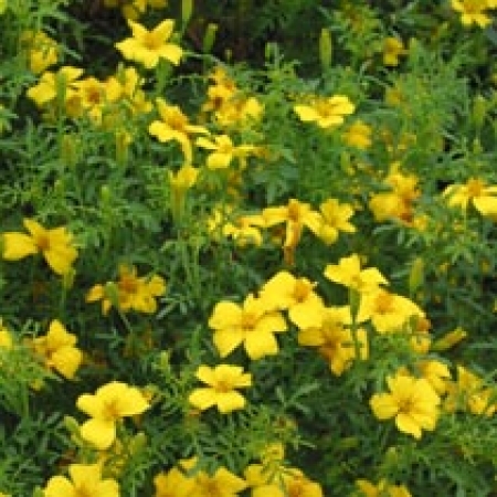 Tagetes tenuifolia