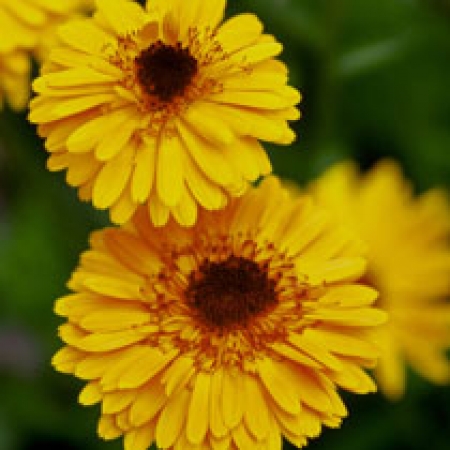 Calendula officinalis