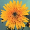 Helianthus annuus &#039;Double Shine&#039;