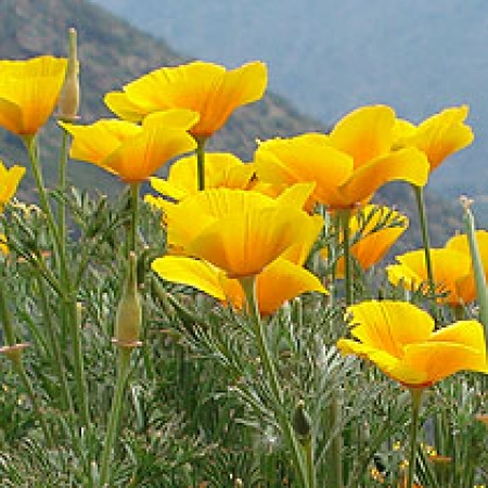 Eschscholzia californica &#039;Alba&#039;