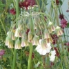 Nectaroscordum siculum