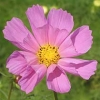 Cosmos bipinnatus &#039;Sea Shells&#039;