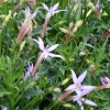 Isotoma axillaris &#039;Blue Star&#039;