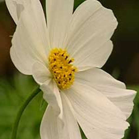 Cosmos bipinnatus &#039;Purity&#039;