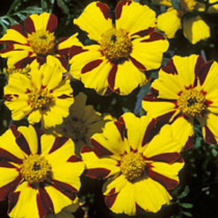 Tagetes &#039;Mr Majestic&#039;