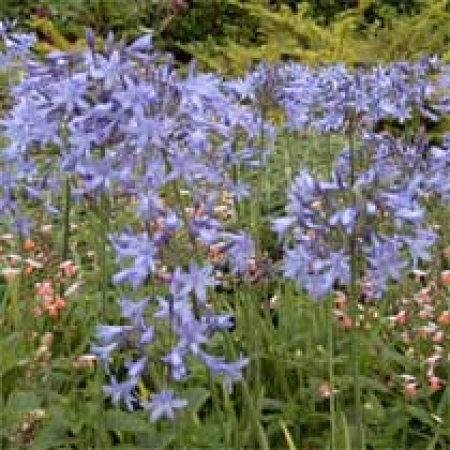 Agapanthus &#039;Castle of Mey&#039;