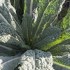 Brassica oleracea &#039;Cavolo Nero&#039;