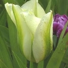 Tulipa &#039;Spring Green&#039;