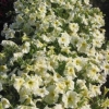 Petunia &#039;Prism Sunshine&#039;