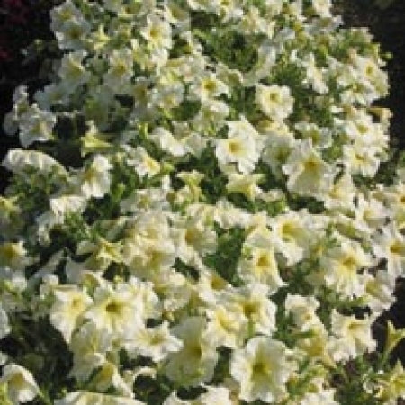 Petunia &#039;Prism Sunshine&#039;