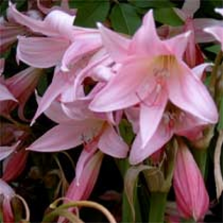 Crinum x powelli