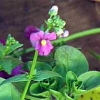 Nemesia strumosa &#039;Nebula Mixed&#039;