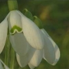 Galanthus &#039;S.Arnott&#039;