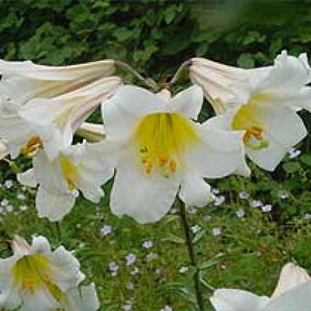 Lilium regale