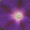 Ipomoea purpurea &#039;Purple Haze&#039;