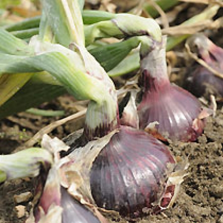 Allium cepa &#039;Red Baron&#039;