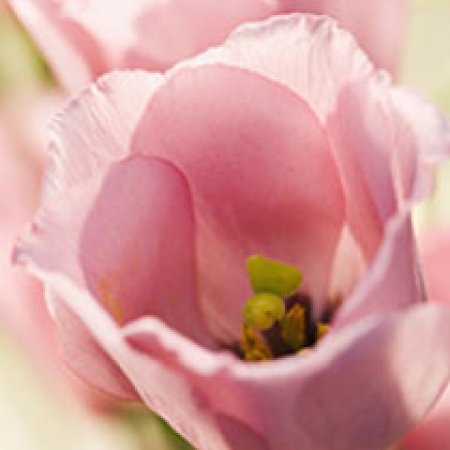 Eustoma grandiflorum &#039;Heidi Series&#039;