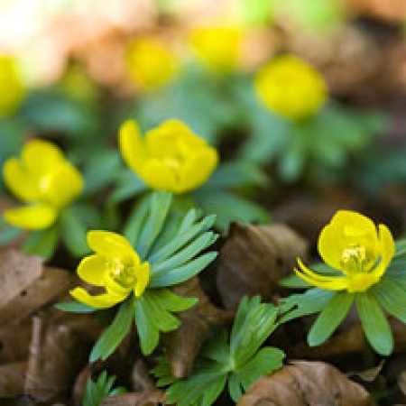 Eranthis hyemalis