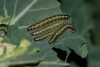 Κάμπιες Λεπιδοπτέρων Pieris brassicae