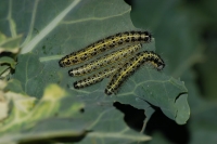 Κάμπιες Λεπιδοπτέρων Pieris brassicae