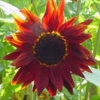 Helianthus annuus &#039;Prado Red&#039;