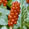 Arum italicum subsp. italicum &#039;Marmoratum&#039;