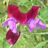 Lathyrus odoratus &#039;Matucana&#039;