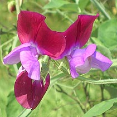 Lathyrus odoratus &#039;Matucana&#039;